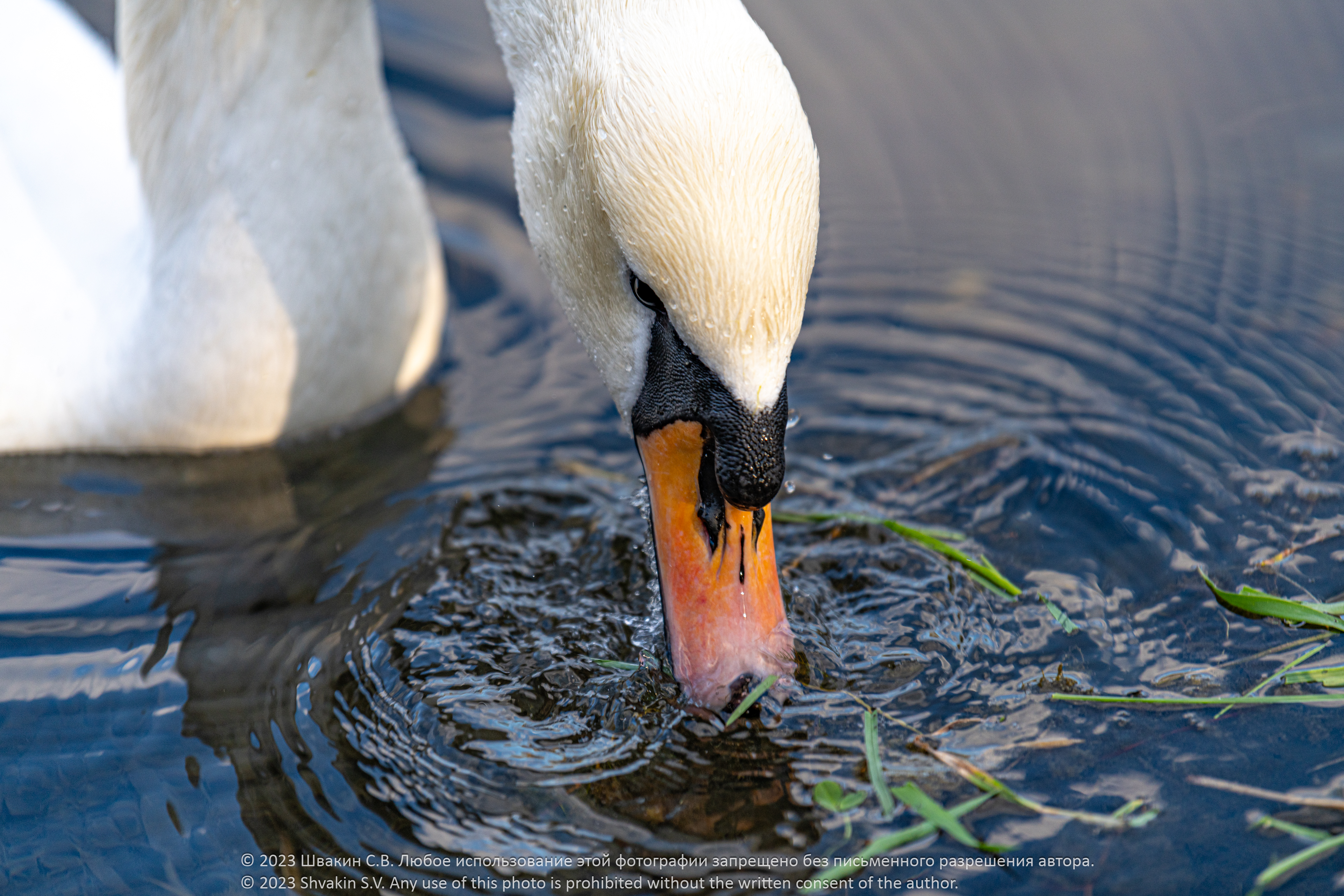 Лебеди Золотого пруда парка Сокольники (3 фотографии)