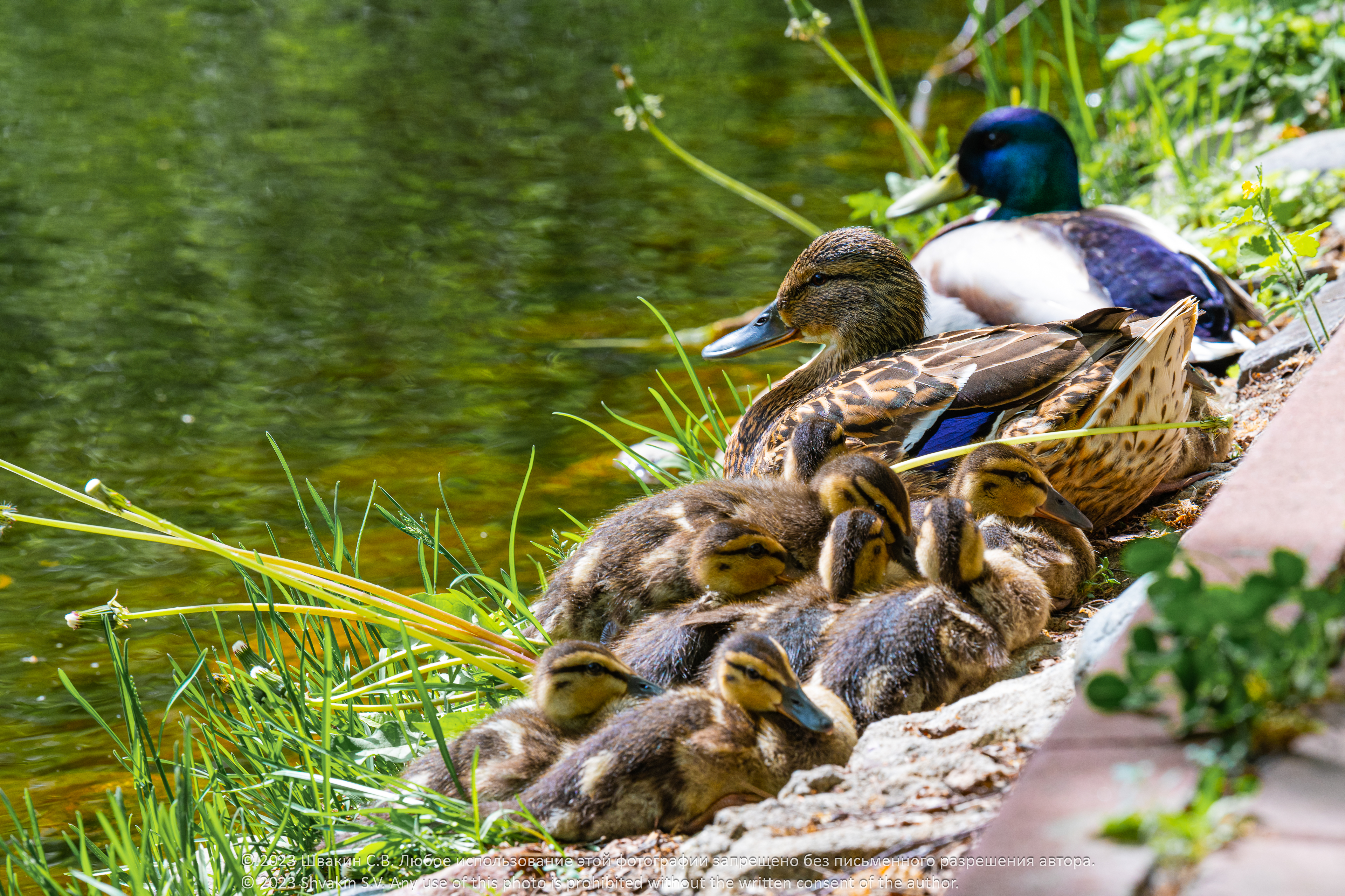 Ducklings of the Upper May Pond of Sokolniki Park (6 photos)